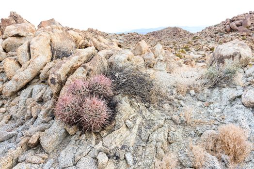 Echinocactus polycephalus (cottontop cactus) in Porcupine Wash wilderness area of Joshua Tree National Park, California