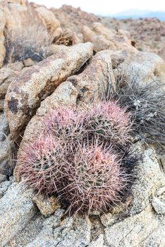 Echinocactus polycephalus (cottontop cactus) in Porcupine Wash wilderness area of Joshua Tree National Park, California