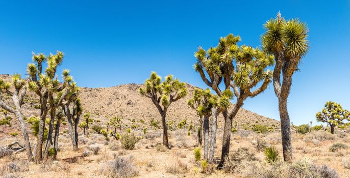 Joshua trees (Yucca brevifolia) on the California Riding & Hiking Trail in Hidden Valley of Joshua Tree National Park, California