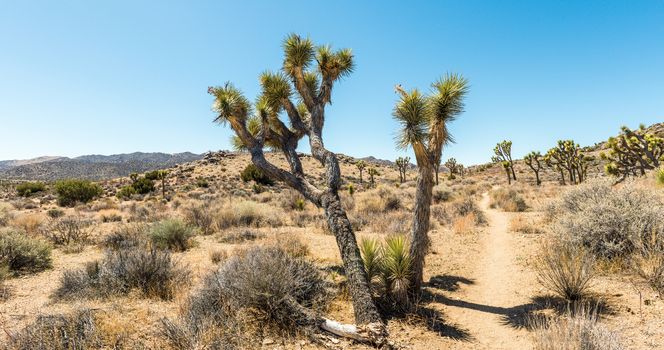 Joshua trees (Yucca brevifolia) on the California Riding & Hiking Trail in Hidden Valley of Joshua Tree National Park, California