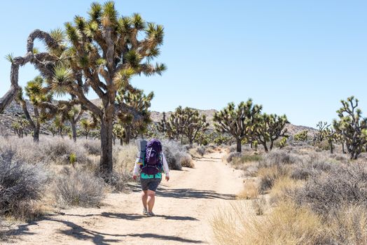 Joshua trees (Yucca brevifolia) on Stubbe Springs Loop in Joshua Tree National Park, California