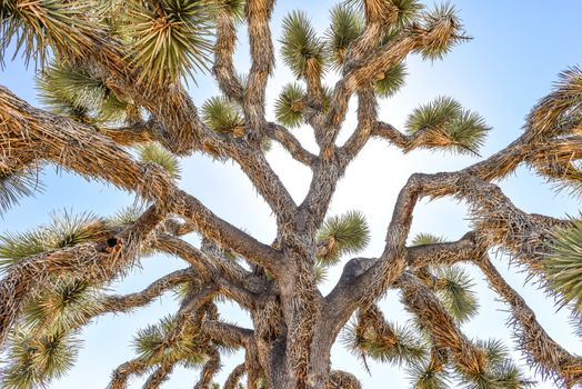 Joshua tree (Yucca brevifolia) along Stubbe Springs Loop in Joshua Tree National Park, California