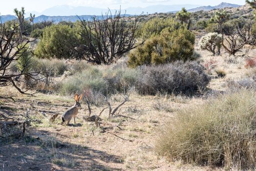 Jackrabbit off Stubbe Springs Loop in Joshua Tree National Park, California