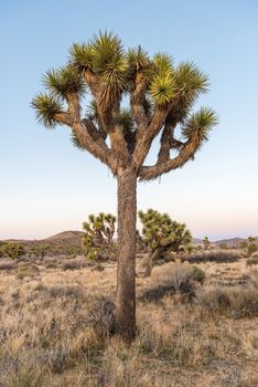 Joshua trees (Yucca brevifolia) at dusk off Stubbe Springs Loop in Joshua Tree National Park, California