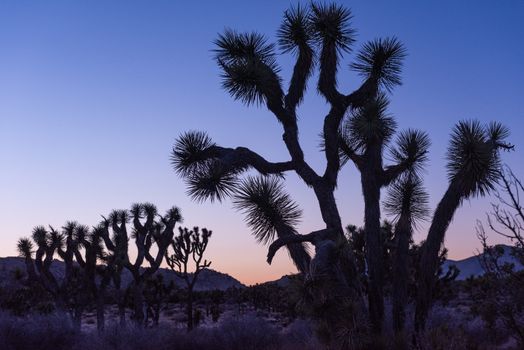 Silhouetted Joshua trees (Yucca brevifolia) at dusk off Stubbe Springs Loop in Joshua Tree National Park, California