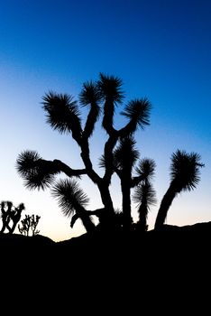 Silhouetted Joshua trees (Yucca brevifolia) at dusk off Stubbe Springs Loop in Joshua Tree National Park, California