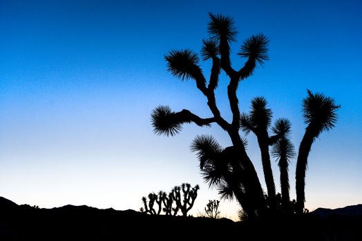 Silhouetted Joshua trees (Yucca brevifolia) at dusk off Stubbe Springs Loop in Joshua Tree National Park, California