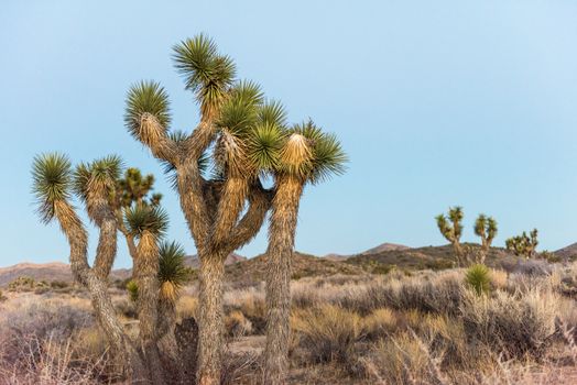 Joshua trees (Yucca brevifolia) at dusk off Stubbe Springs Loop in Joshua Tree National Park, California