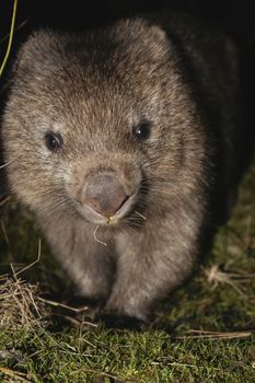 Large Australian wombat found outside at night.