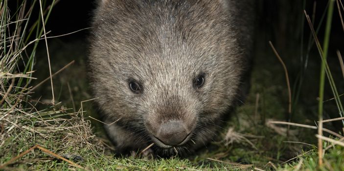 Large Australian wombat found outside at night.