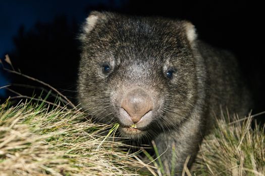 Large Australian wombat found outside at night.