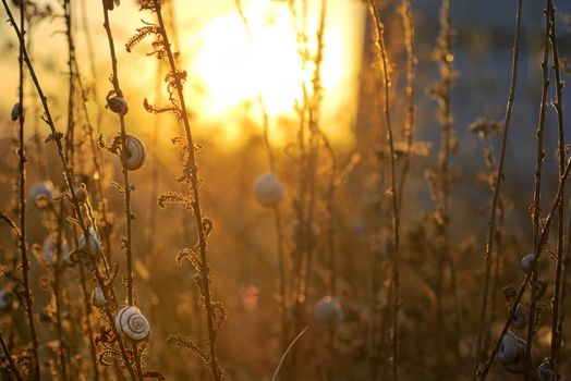 Sunset with small snail shell on field