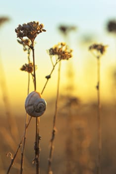 Sunset with snail shell on field