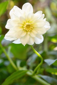 White Dahlia flower in garden