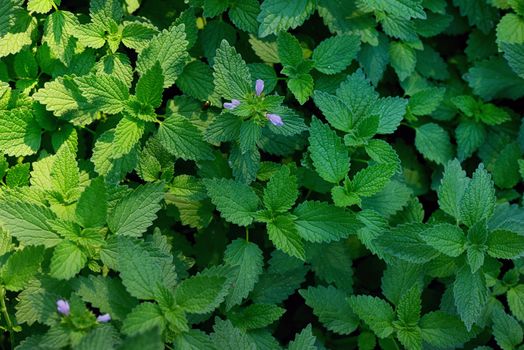 Green stinging nettle in forest