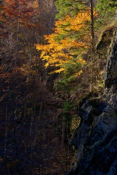 Autumn mountain landscape with golden tree