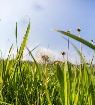 A dandelion on a green meadow, deep perspective