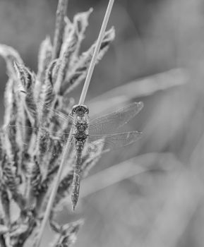 A closeup of a dragonfly on a leaf