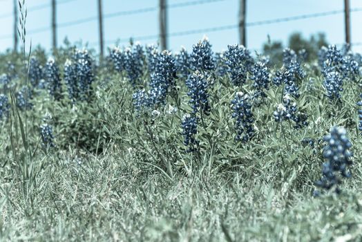 Vintage tone close-up selective focus of Bluebonnet wildflower blooming in countryside Bristol, Texas. Colorful state flower of Texas blossom with blurry farm barbed wire fence in background