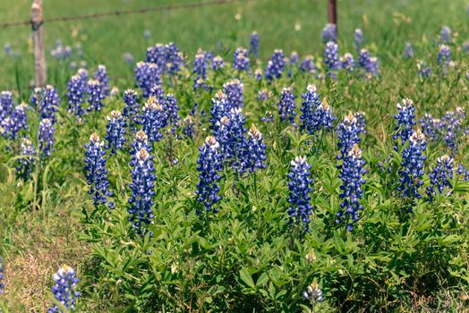 Vintage tone close-up selective focus of Bluebonnet wildflower blooming in countryside Bristol, Texas. Colorful state flower of Texas blossom with blurry farm barbed wire fence in background