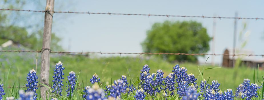 Panorama view close-up selective focus of Bluebonnet wildflower blooming in countryside Bristol, Texas. Colorful state flower of Texas blossom with blurry farm barbed wire fence in background