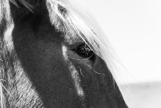 Black and white tone close-up eye of Holland Draft Horse draught horse, dray horse, carthorse, work horse or heavy horse at local farm in Bristol, Texas, USA