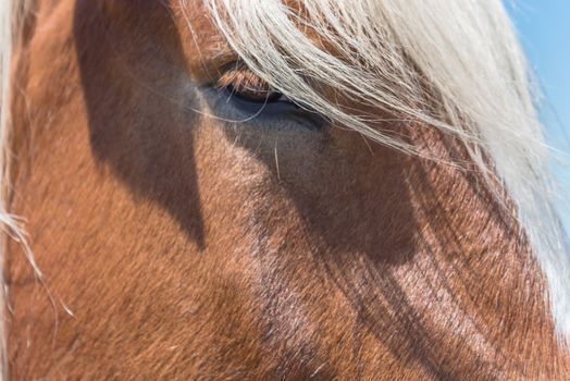 Close-up eye of Holland Draft Horse draught horse, dray horse, carthorse, work horse or heavy horse at local farm in Bristol, Texas, USA