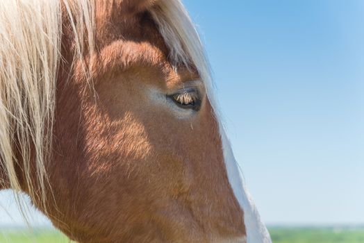 Close-up eye of Holland Draft Horse draught horse, dray horse, carthorse, work horse or heavy horse at local farm in Bristol, Texas, USA