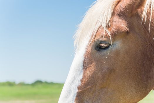 Close-up eye of Holland Draft Horse (draught horse, dray horse, carthorse, work horse or heavy horse) at local farm in Bristol, Texas, USA