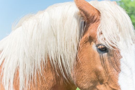 Close-up eye of Holland Draft Horse (draught horse, dray horse, carthorse, work horse or heavy horse) at local farm in Bristol, Texas, USA