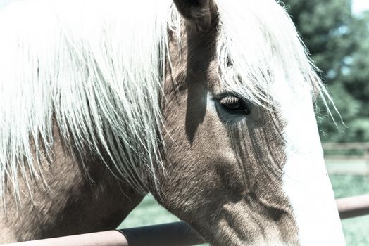 Vintage tone close-up eye of Holland Draft Horse draught horse, dray horse, carthorse, work horse or heavy horse at local farm in Bristol, Texas, USA