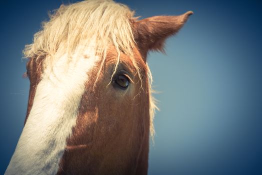 Vintage tone close-up eye of Holland Draft Horse draught horse, dray horse, carthorse, work horse or heavy horse at local farm in Bristol, Texas, USA