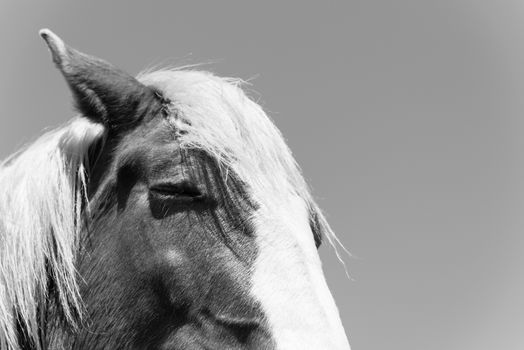 Black and white tone close-up eye of Holland Draft Horse draught horse, dray horse, carthorse, work horse or heavy horse at local farm in Bristol, Texas, USA