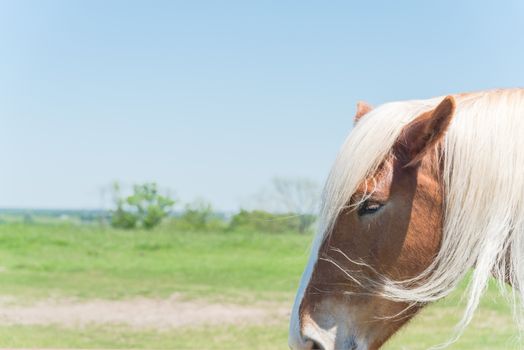 Close-up eye of Holland Draft Horse draught horse, dray horse, carthorse, work horse or heavy horse at local farm in Bristol, Texas, USA