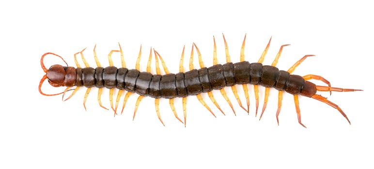 centipede or chilopoda isolated on white background