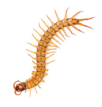 centipede or chilopoda isolated on white background