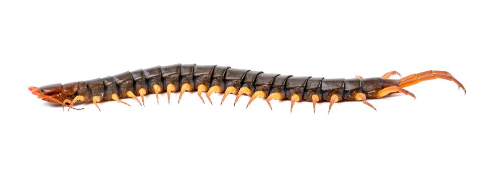 centipede or chilopoda isolated on white background