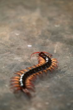 giant centipede or chilopoda on the cement floor