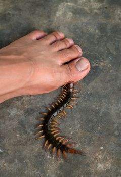 People were bitten by a centipede on feet while walking in their home