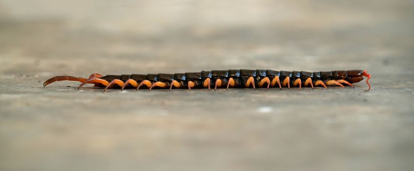 giant centipede or chilopoda on the cement floor