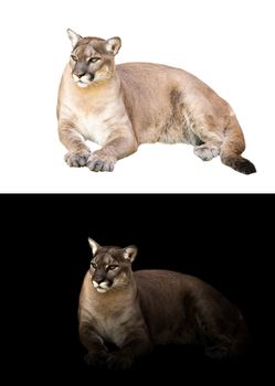 puma concolor or cougar in dark and white background 