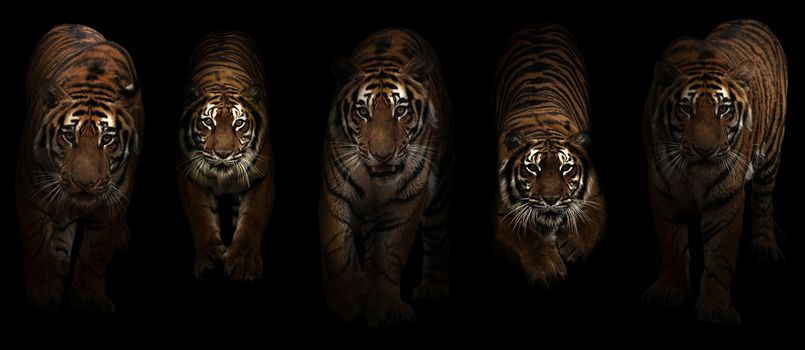 group of tiger (Panthera tigris) in dark background