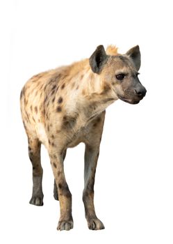 spotted hyena isolated on white background