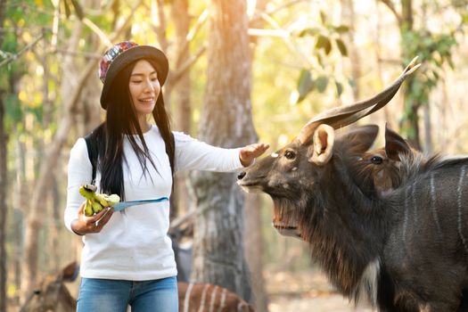 Happy woman watching and feeding animal in zoo