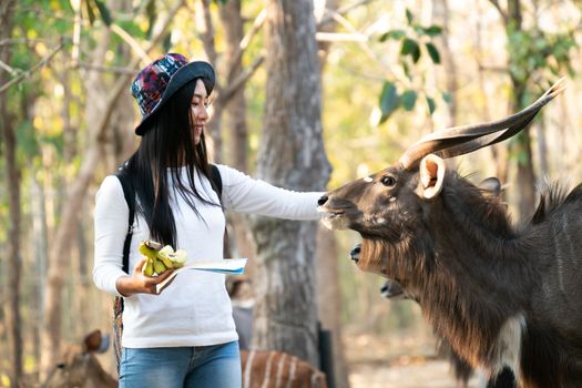 Happy woman watching and feeding animal in zoo