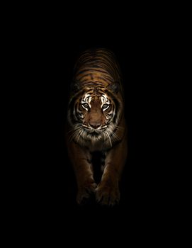 bengal tiger in the dark background