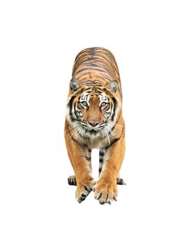 bengal tiger isolated on white background