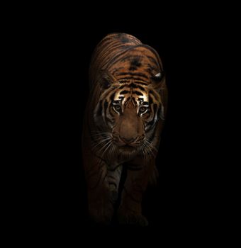 bengal tiger in the dark background
