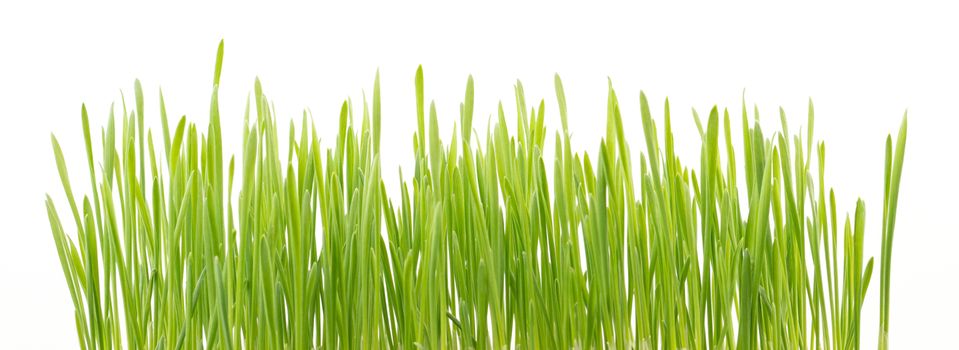 fresh green wheat grass isolated on white background