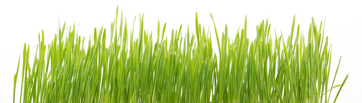 fresh green wheat grass isolated on white background